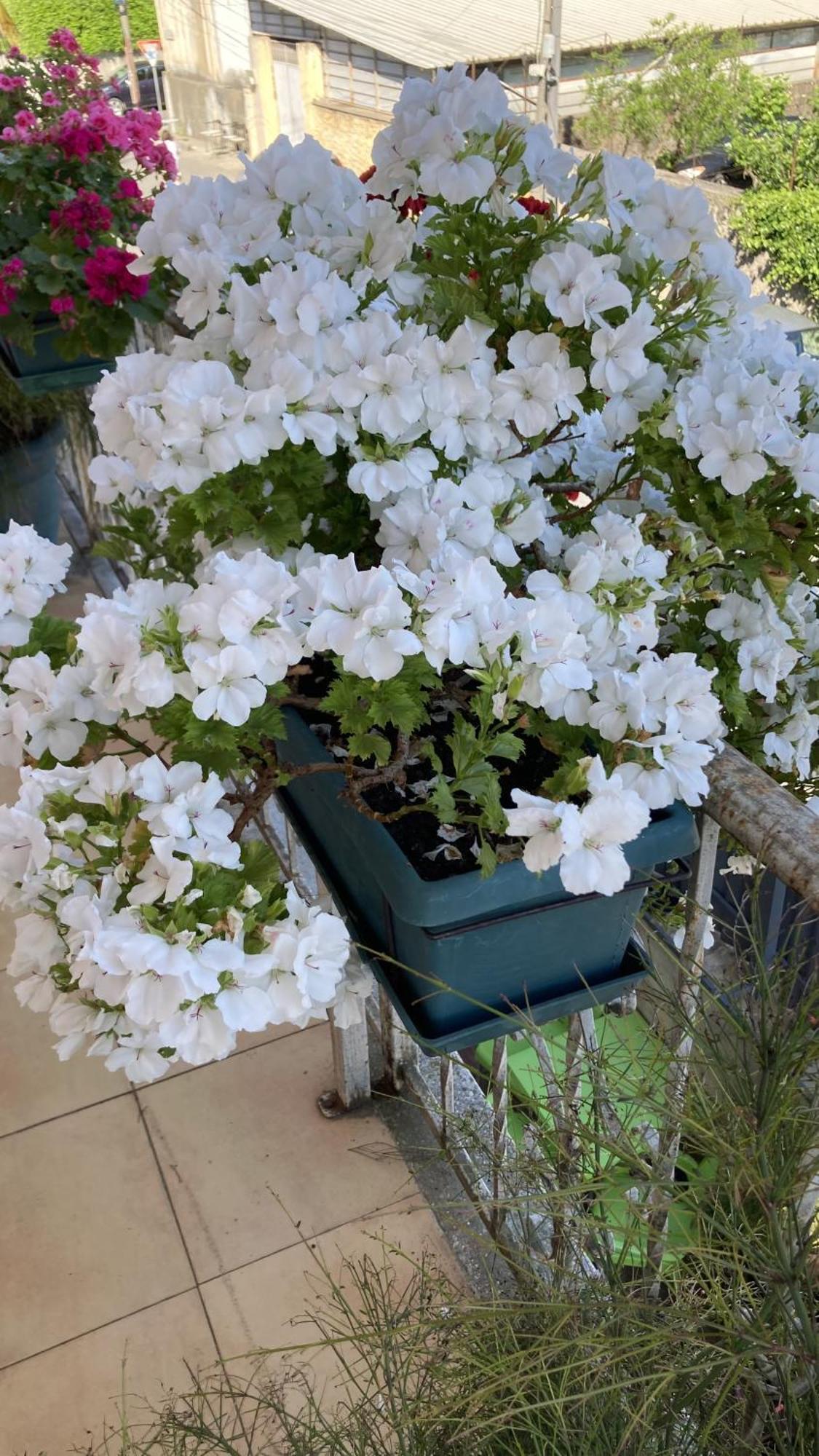 שקודר Blissful Hostel מראה חיצוני תמונה