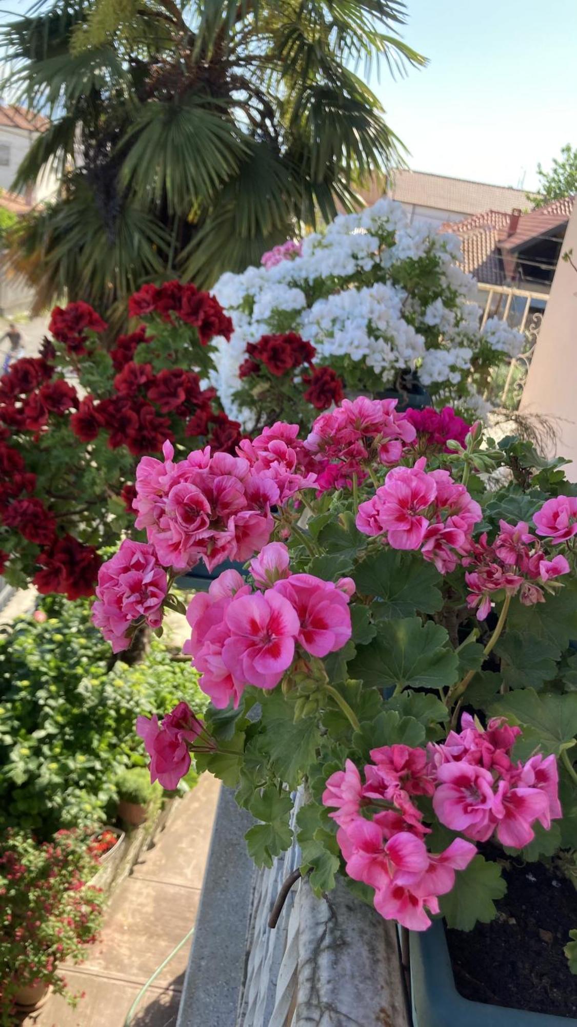 שקודר Blissful Hostel מראה חיצוני תמונה